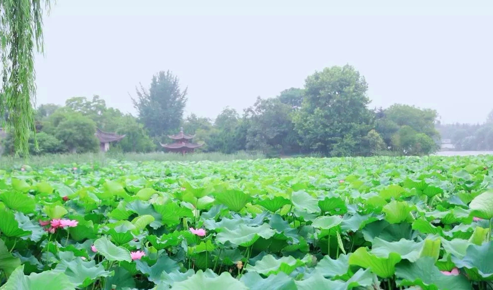 淮安区,淮阴师范学院,荷花荡,明祖陵,金湖县