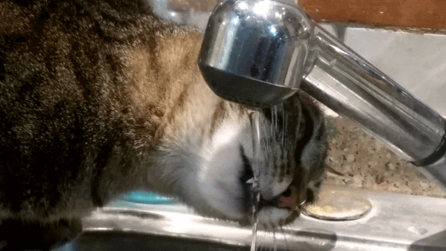 健康减肥食谱_减肥食谱健康科学_减肥食谱健康减肥