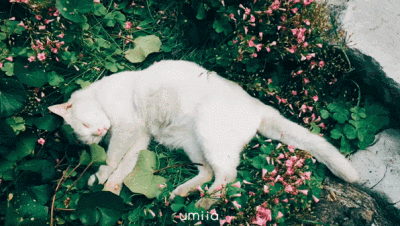 睡眠|不是我不起床，是被子把我封印了！