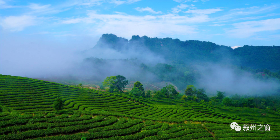 7月8日 人民日报四川分社 社长林治波一行三人 来到宜宾市叙州区