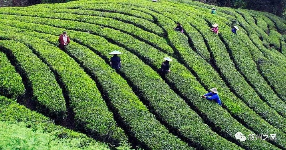 人民日报关注叙州区横江古镇和天宫茶海