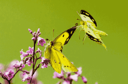 想你在盛夏好想做那蝶儿与你相伴天涯