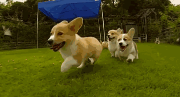 奔跑的狗狗高清动图图片