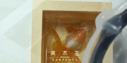 日本人|这个“变态”的日本人，画了12年的金鱼，把金鱼画活了