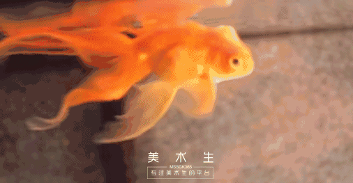 日本人|这个“变态”的日本人，画了12年的金鱼，把金鱼画活了