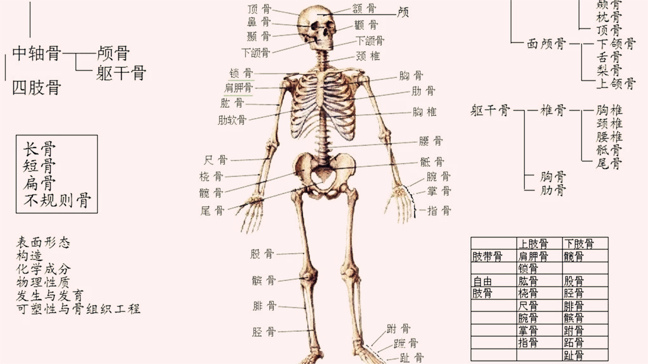 人有多少根骨头 腾讯网