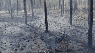 北极地区|北极附近森林大火肆虐！38度高温比热带还热！