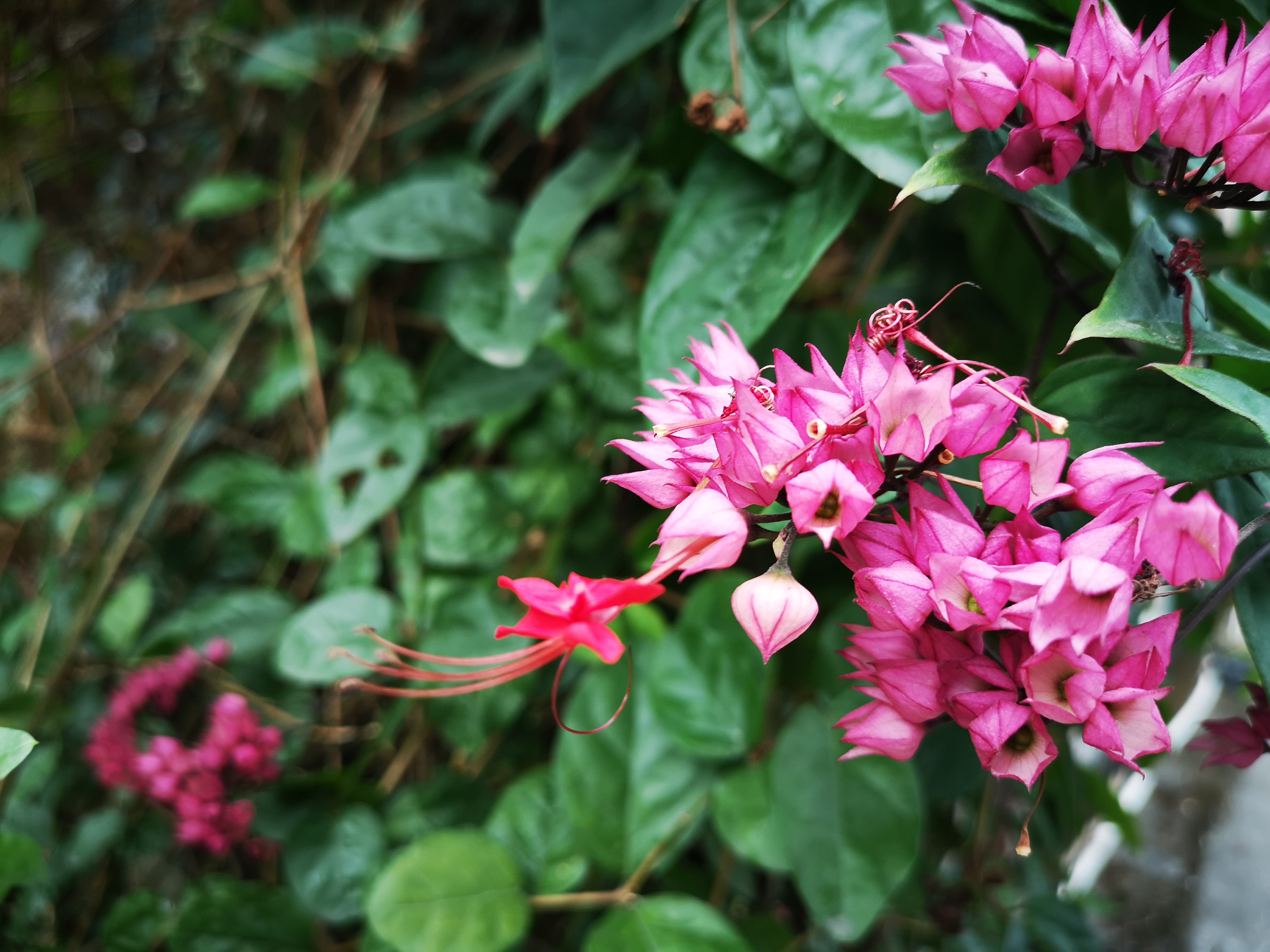 龙吐珠图片(龙吐珠图片鱼)