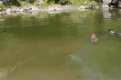 食脑虫|“食脑虫”再现美国，致死率高达97％，但这还不是最可怕的