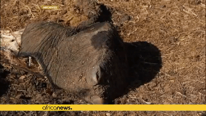 食脑虫|“食脑虫”再现美国，致死率高达97％，但这还不是最可怕的