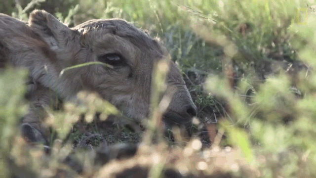 羚羊|这种丑帅丑帅的羚羊，活得太痛苦了