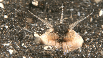 海洋生物|海底的“潜伏者”，没有大脑和眼睛，却是很多海洋生物的噩梦