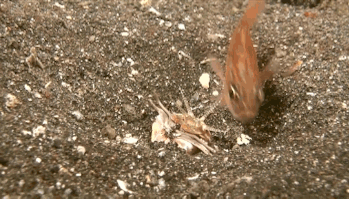 海洋生物|海底的“潜伏者”，没有大脑和眼睛，却是很多海洋生物的噩梦