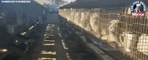 狐狸|生剥狐狸皮，尸体堆成山，英媒曝亚洲皮草厂惨状，人间地狱…