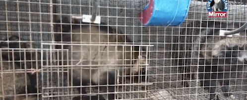 狐狸|生剥狐狸皮，尸体堆成山，英媒曝亚洲皮草厂惨状，人间地狱…