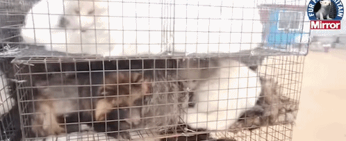 狐狸|生剥狐狸皮，尸体堆成山，英媒曝亚洲皮草厂惨状，人间地狱…