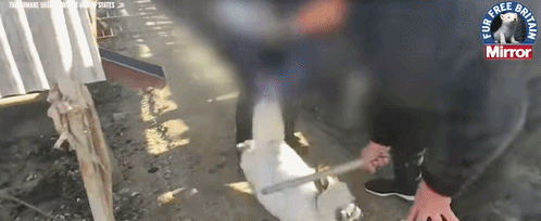 狐狸|生剥狐狸皮，尸体堆成山，英媒曝亚洲皮草厂惨状，人间地狱…