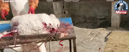 狐狸|生剥狐狸皮，尸体堆成山，英媒曝亚洲皮草厂惨状，人间地狱…