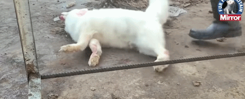 狐狸|生剥狐狸皮，尸体堆成山，英媒曝亚洲皮草厂惨状，人间地狱…