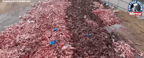 狐狸|生剥狐狸皮，尸体堆成山，英媒曝亚洲皮草厂惨状，人间地狱…
