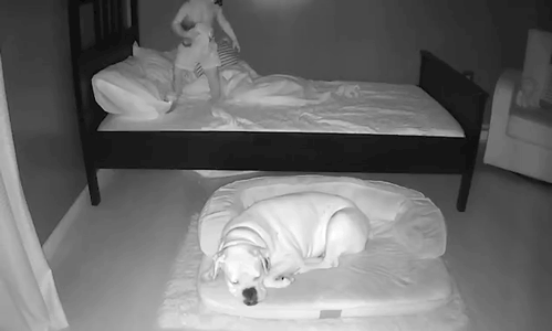 布鲁图斯|美国2岁男童深夜爬下床，非要挤到狗窝里，4岁拳师犬太困任其折腾