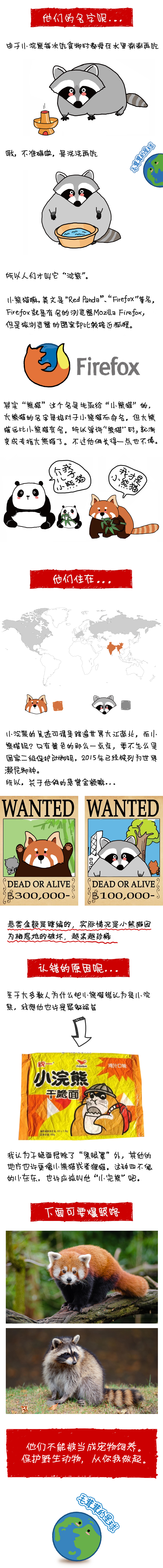 猫小浣熊|小熊猫小浣熊是谁还傻傻分不清楚？