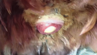 鸡蛋|如何用一杯水挑出最新鲜的蛋？挑鸡蛋终极秘诀请收好