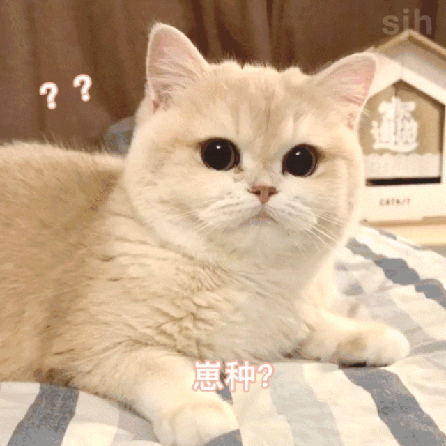 表情包|可爱动图表情包_腾讯新闻