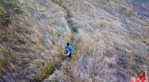 李子柒|李子柒被写进期末考卷，和袁隆平并肩，她配吗？