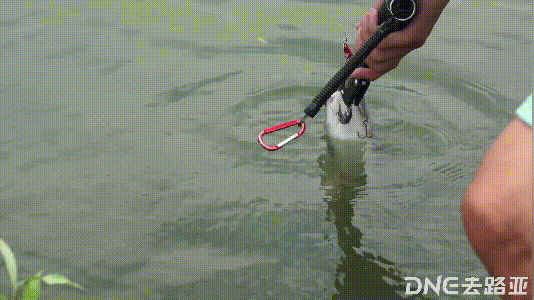 当然也归功于寒战沉水铅笔搭配明刀路亚竿的高效率组合.