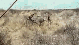 地球|长知识了，原来人类的长跑能力这么强，甚至连马都曾经败给人类