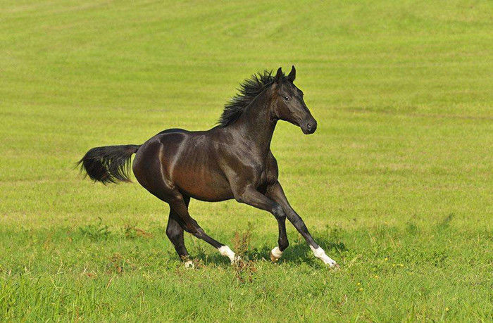 中国古代十大名马中国历史最著名的马有哪些