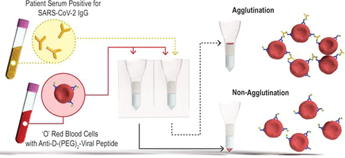 新冠|革命性的新冠血液检测仅需20分钟即可出结果