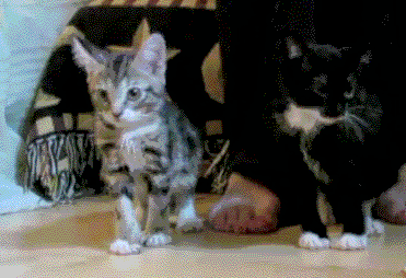 青蛙|日本机械青蛙1秒变形金属蝉，除了买不起以外哪都好