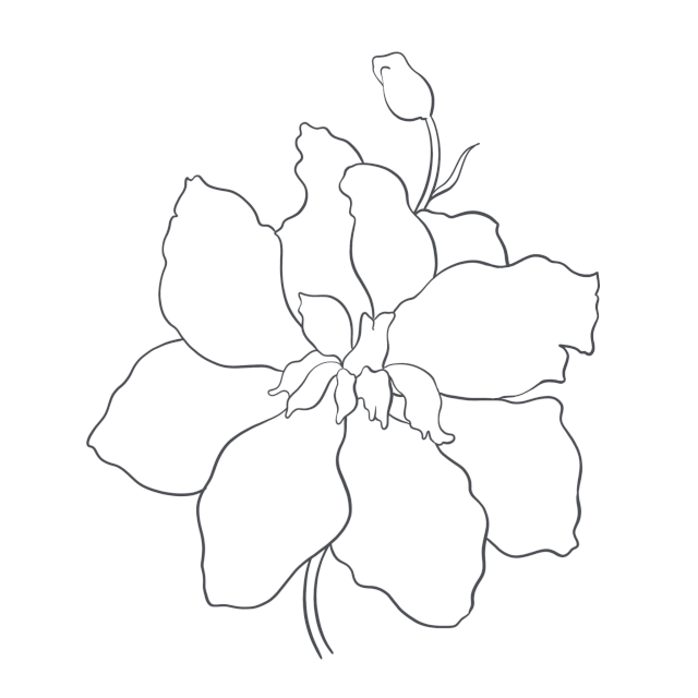 简笔画|一支笔一朵花，教你零基础如何画简笔画