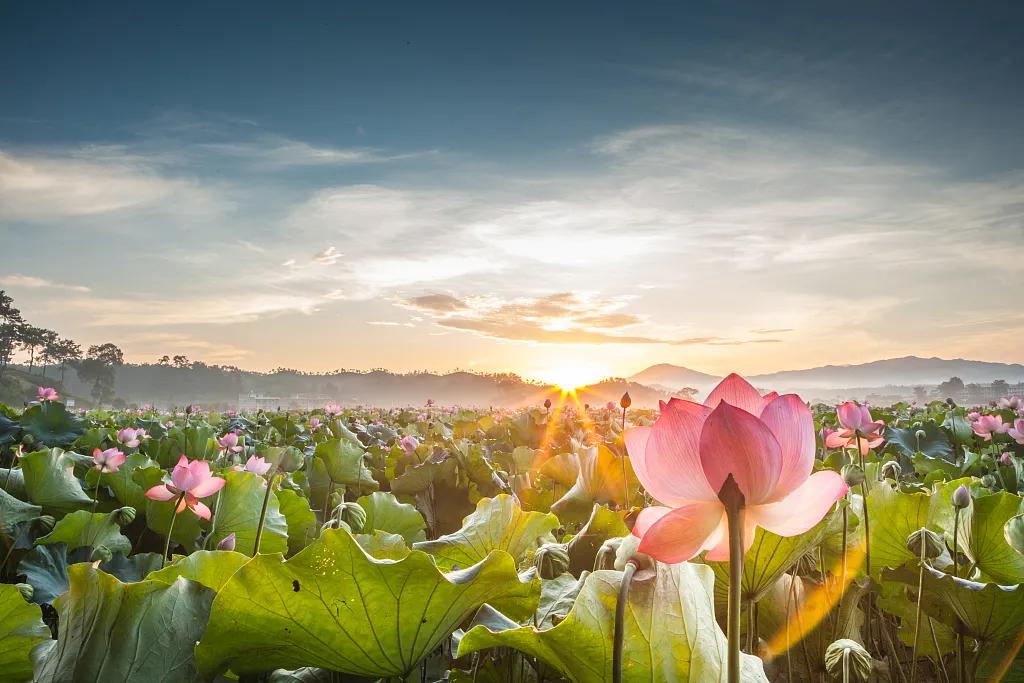 "大暑"用英文怎么翻译?