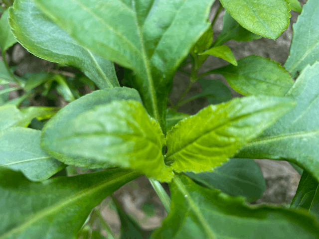 苦菜,又叫苦益菜,白花败酱,生命力