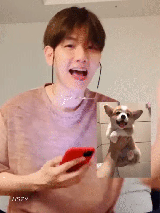 挡不住的伯贤柯基相攻势