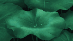 大暑|大暑：热散由心静，凉生为室空