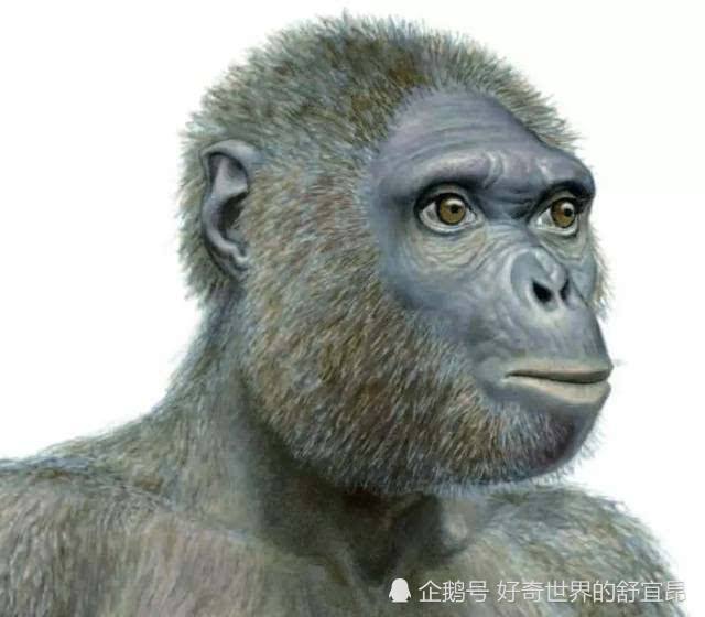 人科动物类人猿图片