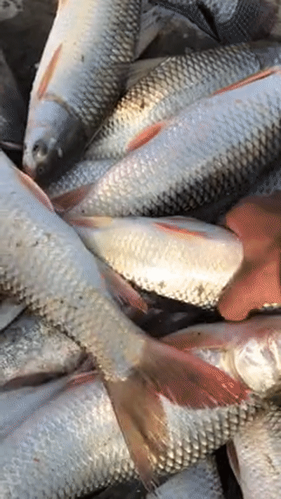 珠江红眼鱼泛滥,数量多却太难吃,有人钓起又丢回水中