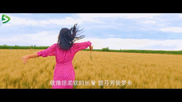 风吹麦浪mv来了金色的河套麦田惊艳世间