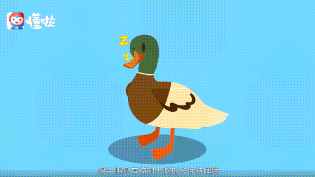 绿头鸭|【走进台科】绿头鸭：安能辨我是雌雄