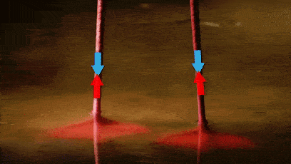 绿头鸭|【走进台科】绿头鸭：安能辨我是雌雄