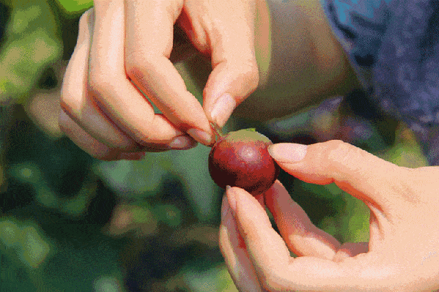 葡萄|葡萄皮上“长刺”能放心吃吗？专家称由多种原因引起，需这么处理……