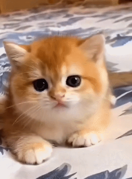 2020-07-26 17:21 小猫咪趴在床上,瞪着圆溜溜的大眼睛,真的好明亮啊!