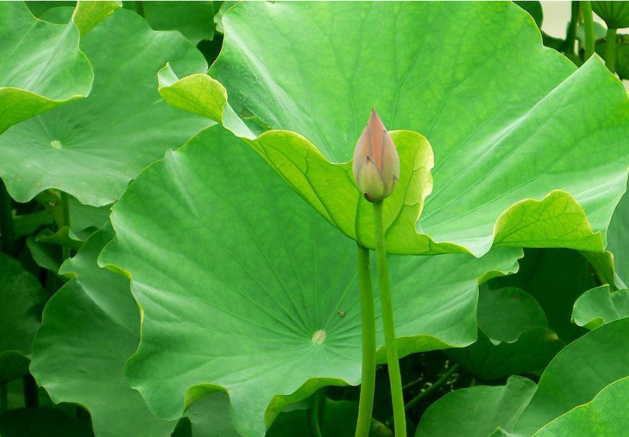 荷叶的那些减脂,减肥的传言,到底是不是真的,具体功效要知道-看点快报