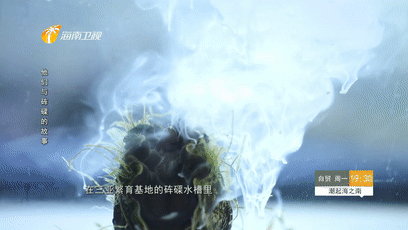 原来 海底精灵 是这样被人工培育的 腾讯新闻