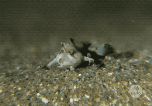 灭绝|因为死宅又不爱运动，这种生物终于把自己整灭绝了