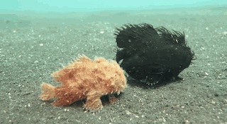 灭绝|因为死宅又不爱运动，这种生物终于把自己整灭绝了